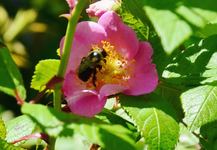Images_109558_thumb_43