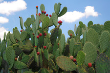 Images_10985_thumb_23