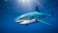 Images_114576_thumb_28