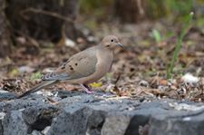Images_118283_thumb_47