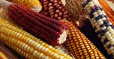 Images_147326_thumb_maiz-1544979228