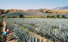 Images_154000_thumb_precio-agave-disparo-anos-llegar_0_25_979_609