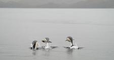 Images_161338_thumb_delfines-1560785150