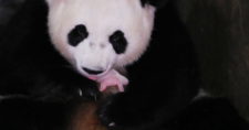 Images_163486_thumb_panda1-1562603506