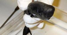 Images_164803_thumb_tiburon-1563895134