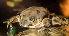 Images_167398_thumb_rana1-1567699860