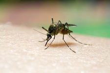 Images_169541_thumb_mosco_dengue