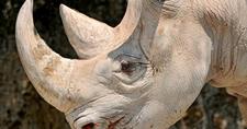 Images_170444_thumb_rino2-1573246012