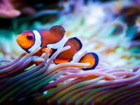 Images_171480_thumb_2263406