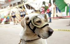 Images_171846_thumb_perrita-frida-convirtio-simbolo-rescate_0_0_958_596