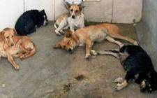 Images_173162_thumb_centro-de-zoonosis-archivo_heraldo_chihuahua_copia