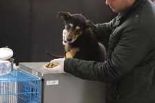 Images_175230_thumb_mascotas_(1)