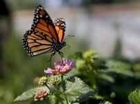 Images_181772_thumb_2515308