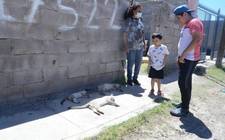 Images_183955_thumb_animales_muertos_4