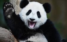 Images_184940_thumb_oso-panda-ya-no-es