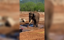 Images_185289_thumb_elefante-asiatico-big-boy-vivio_55_34_1090_679