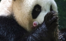 Images_185723_thumb_huan-huan-madre-luz-ambas_0_44_1024_637
