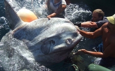 Images_188579_thumb_pez-luna-pesa-mil-kilos_0_1_1200_746