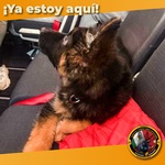 Images_203206_thumb_n3.1