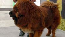 Images_31581_thumb_40