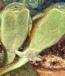 Images_46316_thumb_55
