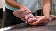 Images_54815_thumb_26