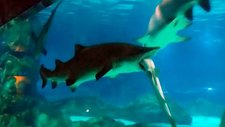 Images_75169_thumb_8