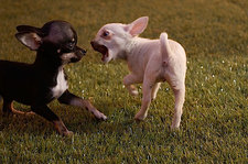 Images_90757_thumb_39
